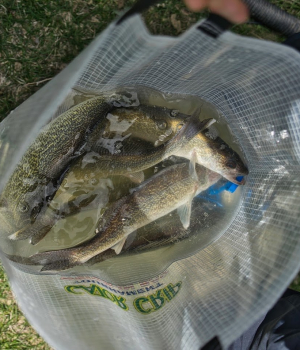 Fish-bag